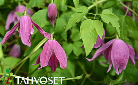 Tarha-alppik�rh� - Clematis Atragene-Ryhm� 'Constance'